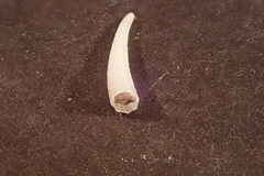 Dentalium clavus
