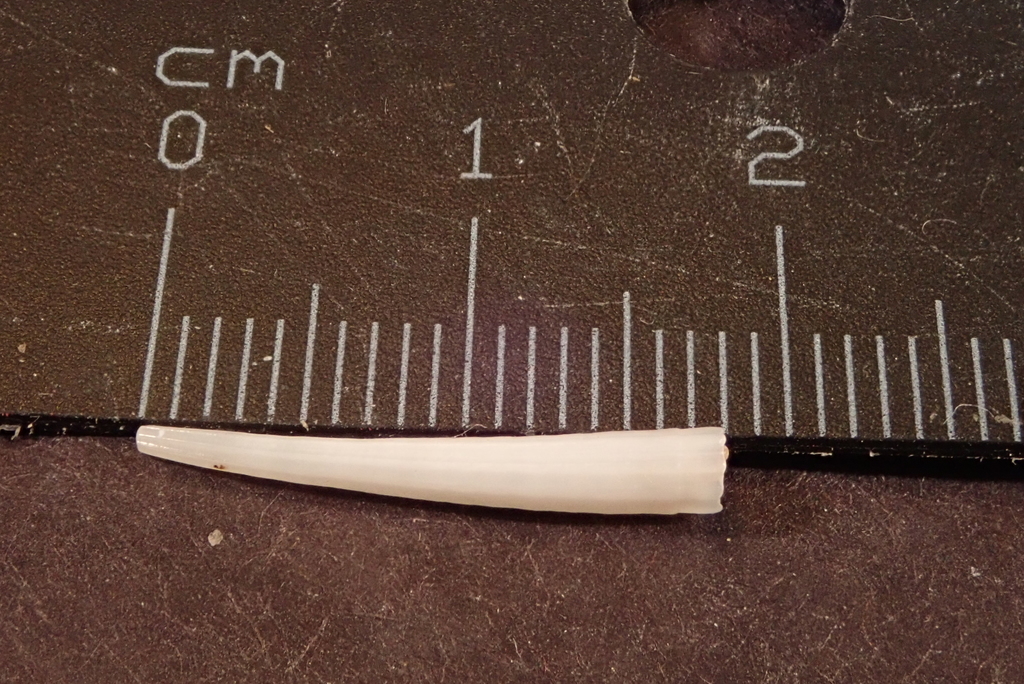 Dentalium clavus