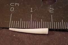 Image of Dentalium clavus