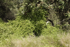 Archibaccharis hirtella