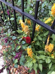 Celosia argentea plumosa