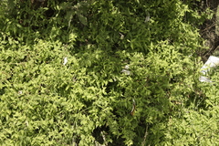 Archibaccharis hirtella