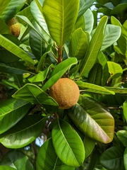 Aboirana