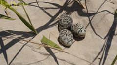 Charadrius alexandrinus