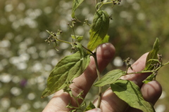 Archibaccharis hirtella