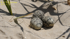 Charadrius alexandrinus