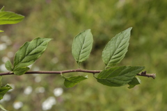 Archibaccharis hirtella