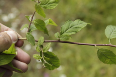 Archibaccharis hirtella