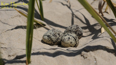 Charadrius alexandrinus
