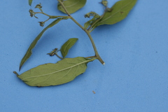 Archibaccharis hirtella