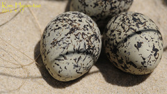 Charadrius alexandrinus