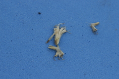Ageratina areolaris