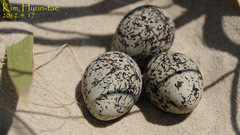 Charadrius alexandrinus