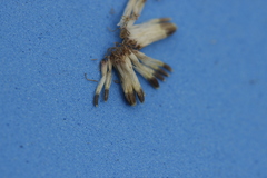 Ageratina areolaris