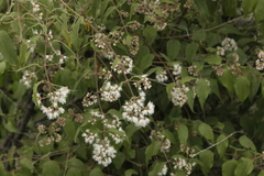 Ageratina areolaris