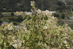 Ageratina areolaris