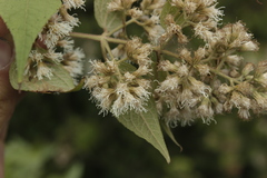 Ageratina areolaris