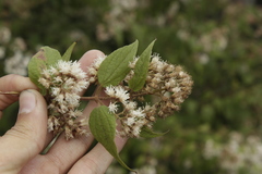Ageratina areolaris