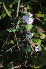 Silene × hampeana