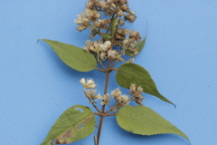 Ageratina areolaris