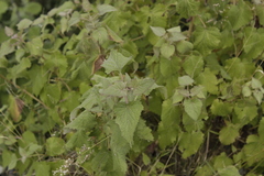 Ageratina petiolaris