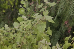 Ageratina petiolaris