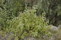 Ageratina petiolaris