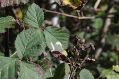 Coptotriche marginea