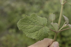 Ageratina petiolaris