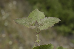 Ageratina petiolaris