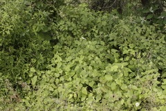 Ageratina petiolaris