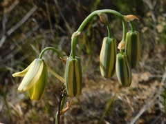 Albuca juncifolia