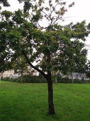 Quercus robur