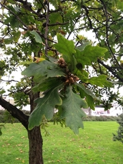 Quercus robur
