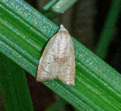 Coelostathma discopunctana