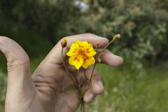 Tagetes lunulata