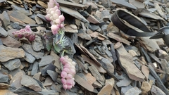 Pseudovesicaria digitata