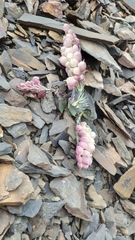 Pseudovesicaria digitata