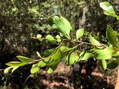 Alectryon diversifolius
