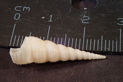 Turritella