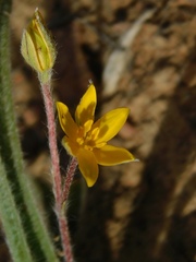 Hypoxis floccosa