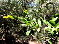 Alectryon diversifolius