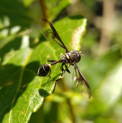 Eosalpingogaster cochenillivora