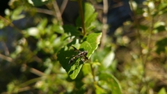 Eosalpingogaster cochenillivora