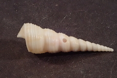 Turritella