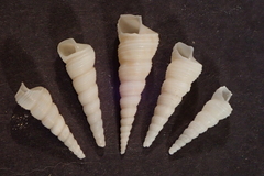 Turritella