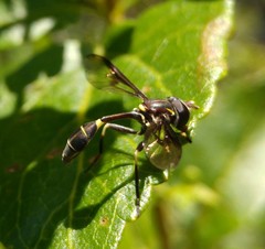 Eosalpingogaster cochenillivora