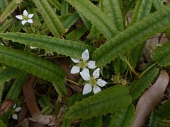 Rubus parvus