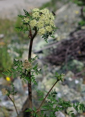 Cnidium cnidiifolium