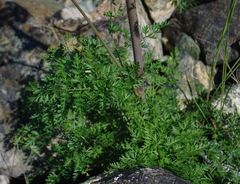 Cnidium cnidiifolium